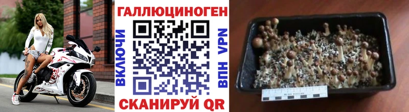 Псилоцибиновые грибы мицелий  Стрежевой 