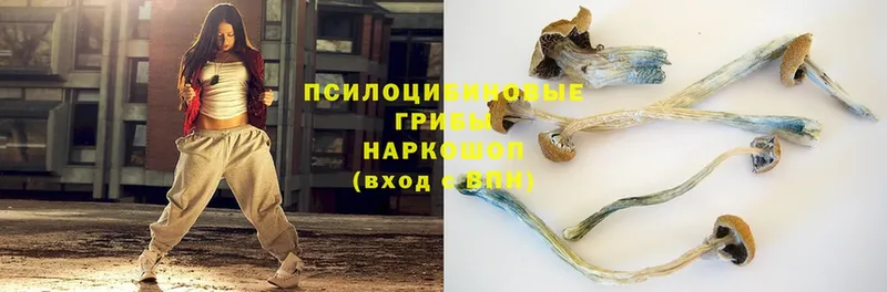 Галлюциногенные грибы Psilocybe  наркотики  Стрежевой 